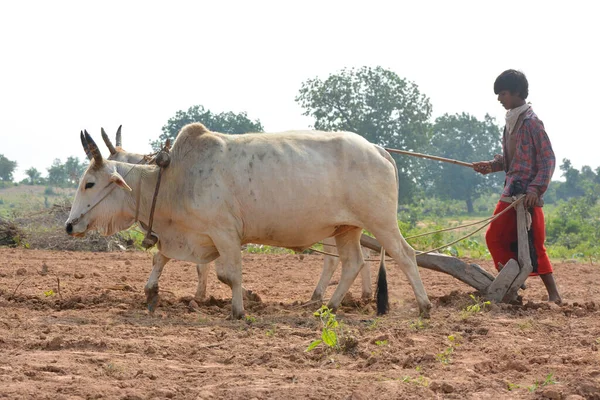 Tikamgarh Madhya Pradesh India September 2020 Неідентифікований Індійський Фермер Працює — стокове фото