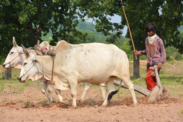 Tikamgarh Madhya Pradesh インド 2020年9月21日 農場で雄牛の世話をしている未確認のインド人農家 インドの農業現場 — ストック写真