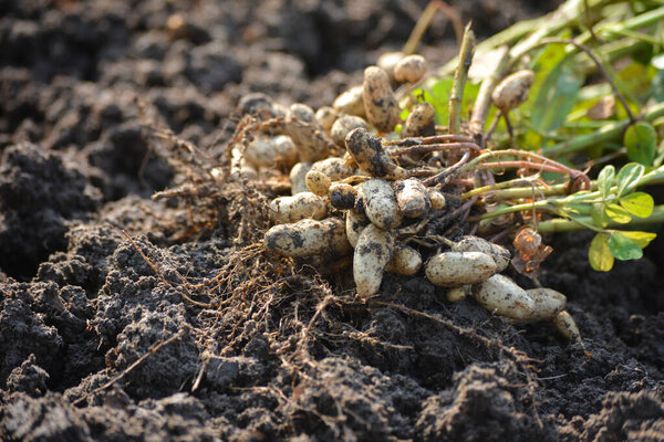Fresh peanuts plants with roots