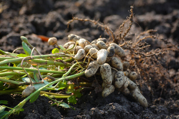 Fresh peanuts plants with roots