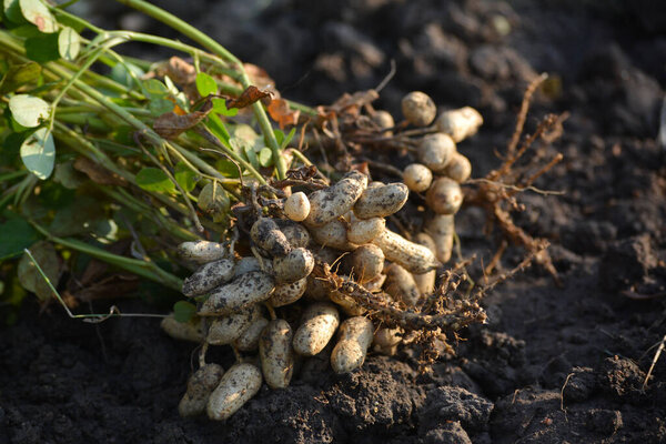Fresh peanuts plants with roots
