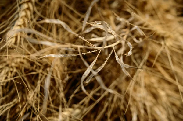 Micro closeup shot of indian wheat which is isolated on field before cleanness. — Stock Photo, Image