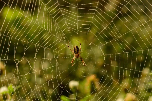 Akşamları ağda dinlenen bir Hint örümceği ağı. — Stok fotoğraf