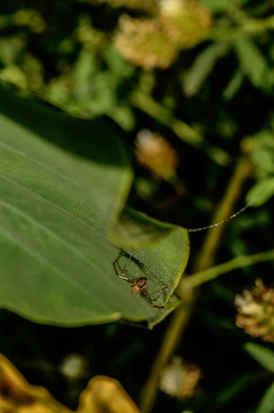 Indický pavouk, který večer odpočívá na listí. — Stock fotografie