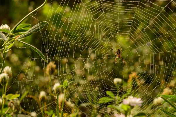 Паутина индийского паука, который отдыхает в Интернете по вечерам. Стоковая Картинка