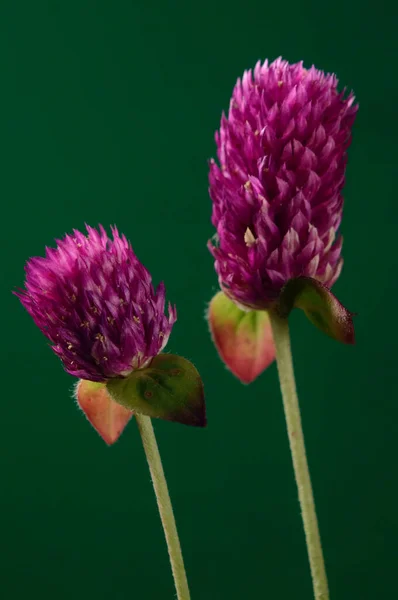 Micro shot of pretty indian pink flower with green background