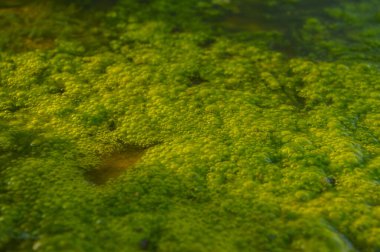 Sabah baloncuğunda küçük bir yeşil yosun görüntüsü.