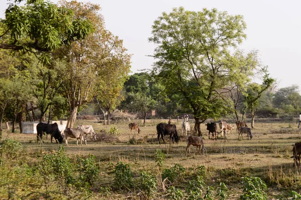 Indian cows eating grass on field to fill stomach for feeding cubs on summer days.