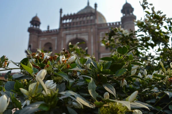 Fiori Bianchi Con Vista Sullo Sfondo Della Tomba Safadarjung Memoriale — Foto Stock