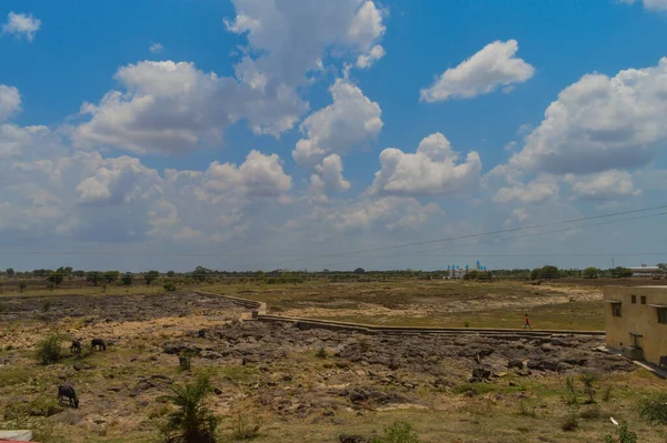 Beautiful Sky Some Buffalo Kishor Kumar Memorial Khandwa Madhya Pradesh — Stock Photo, Image