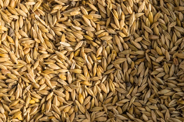 Micro Close Seup Shot Indian Wheat Which Isolated Field Cleanness Лицензионные Стоковые Изображения