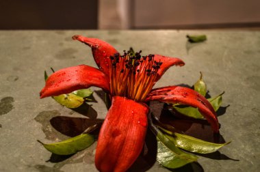 Yapraklı, betonla kaplanmış kırmızı bir çiçek..