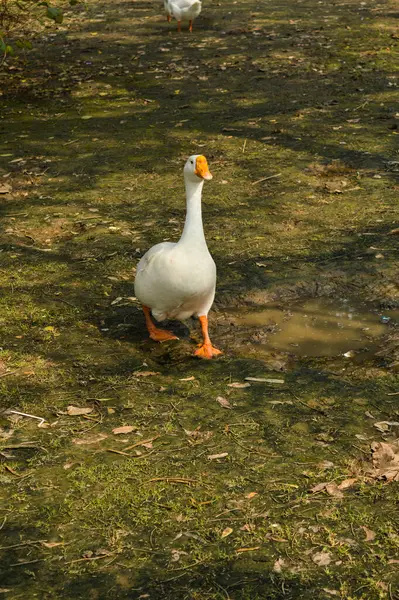 Pato Color Blanco Caminando Vagando Por Jardín Césped Mañana Brumosa — Foto de Stock