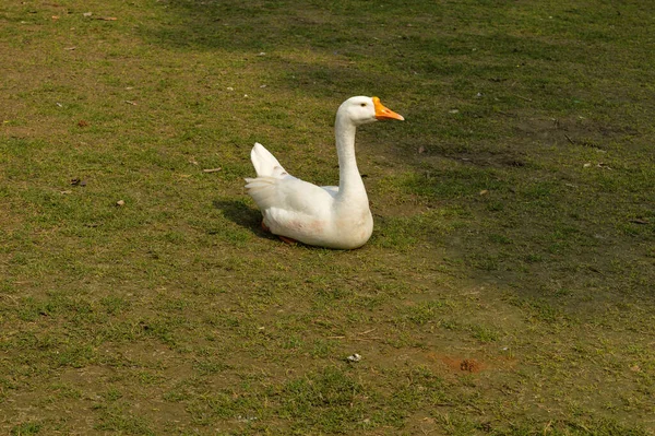 Pato Color Blanco Caminando Vagando Sentado Jardín Césped Mañana Brumosa — Foto de Stock