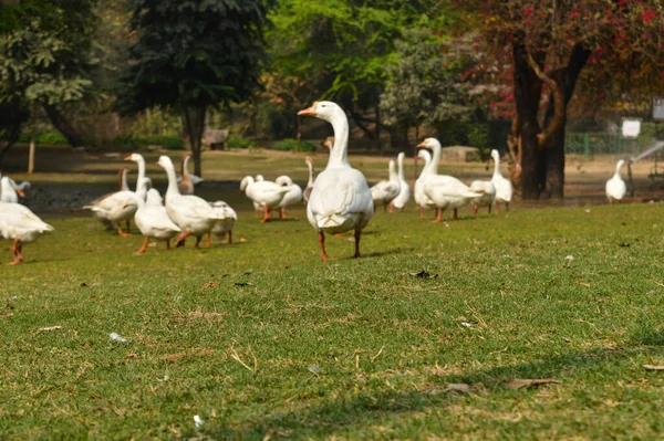 Bir Grup Beyaz Ördek Yürüyor Bahçede Geziniyor Kışın Sisli Sabahında — Stok fotoğraf