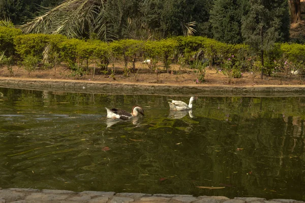 Par Patos Cor Branca Nadando Bebendo Andando Vagando Perto Lagoa — Fotografia de Stock