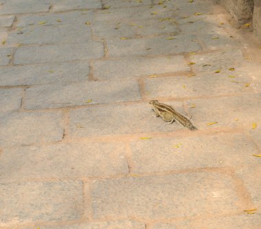 Hauz Khas Gölü bahçesinde oynayan küçük bir sincap ve Hauz Khas Kalesi 'nin bahçesinden sisli bir kış sabahı.