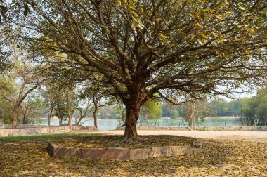 Hauz Khas Gölü 'nün büyüleyici manzarasına sahip bir ağaç ve sisli bir kış sabahı Hauz Khas Kalesi' nden gelen bahçe..