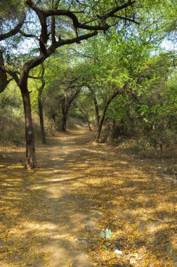 Hauz Khas Gölü 'nün büyüleyici manzarası ve Hauz Khas Kalesi' nden gelen bahçe sisli bir kış sabahı..