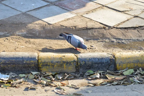 비둘기가 위에서 먹이를 다니고 있습니다 — 스톡 사진