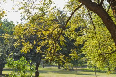 Ağaç dalları güneş ışığıyla birlikte beton desen.