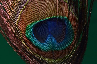 Tavus kuşu parçası, tüy, yeşil arkaplan ile mor pankh