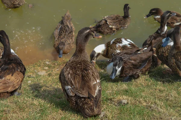 Een Groep Van Indiaanse Eend Zwemmen Vijver — Stockfoto