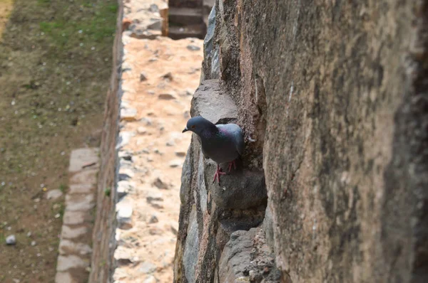 Bir güvercin, Hauz Khas Gölü 'nde ve Hauz Khas Kalesi' nin bahçesinde kışın sisli bir sabahında oturuyor..