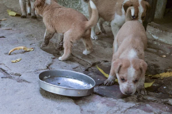 Üç köpek yavrusu yemek ve oyun için bekliyor..