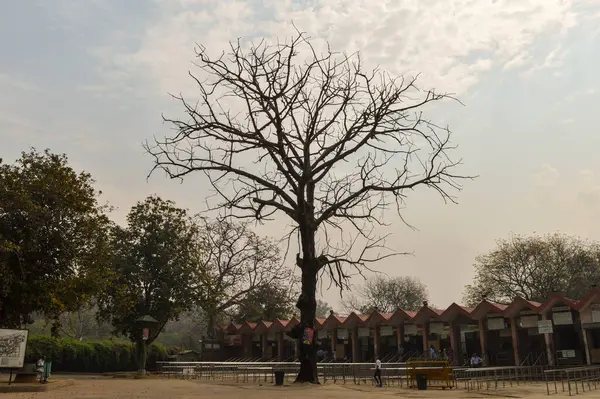 Grande Albero Che Trova Fuori Dallo Zoo Vecchio Forte Con — Foto Stock