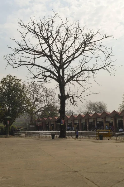 Duże Drzewo Które Znajduje Się Poza Zoo Stary Fort Niebem — Zdjęcie stockowe