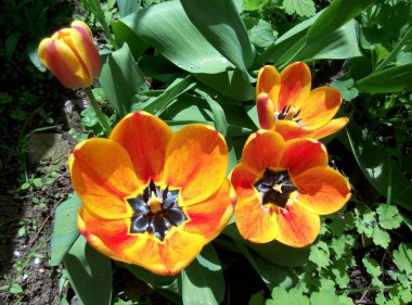 Güzel bahar Lale çiçek