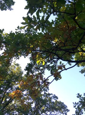 Yaprakların ve gökyüzünün güzel fotoğrafı.