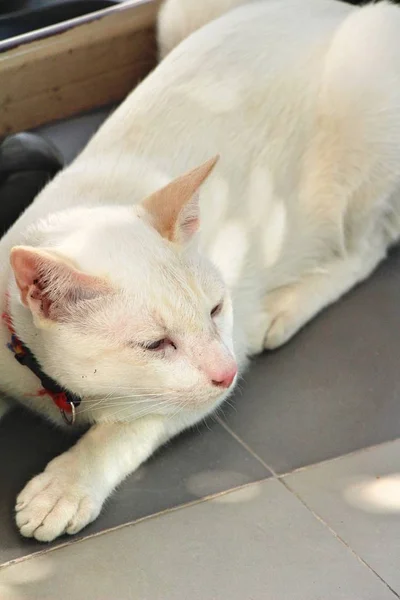 stock image The cat is sleeping on the floor