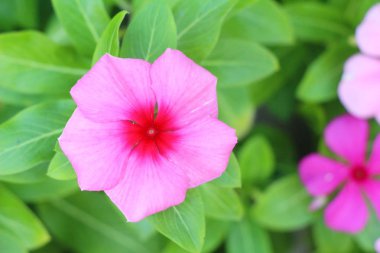 Bahçede güzel renkli çiçek