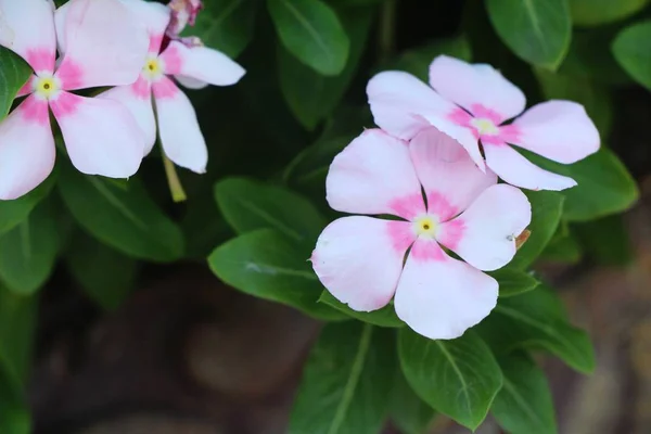 Vackra Bloom Färgglada Blommor Trädgården — Stockfoto