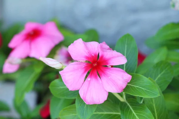 Vackra Bloom Färgglada Blommor Trädgården — Stockfoto
