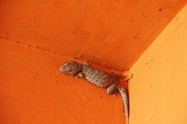 Gecko ahşap duvar