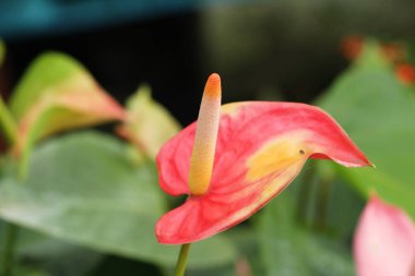 Flamingo çiçeği doğada güzeldir.