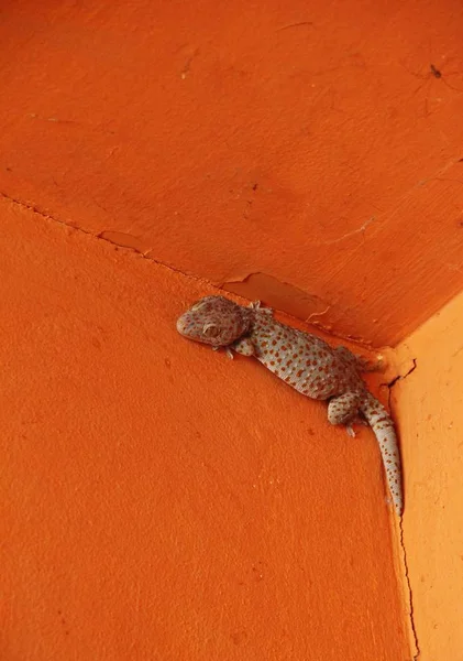 Gecko Wood Wall — Stock Photo, Image
