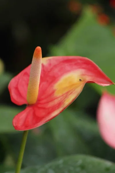 Flamingo Flor Bonito Natureza — Fotografia de Stock