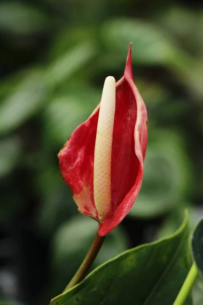 Flamingo Blomma Vacker Naturen — Stockfoto