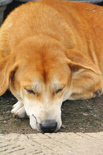 Brown Dog Cute Sleeping Ground — Stock Photo, Image