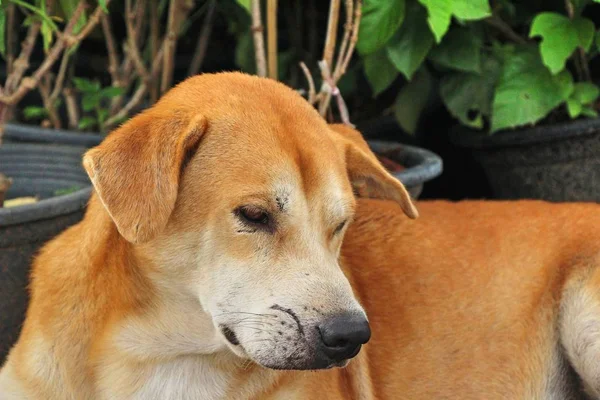 Brown Chien Mignon Dort Sur Sol — Photo