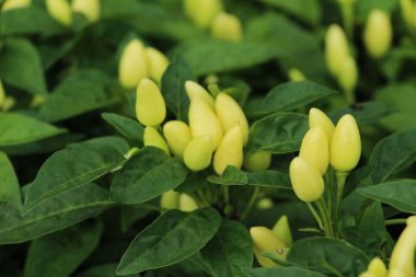 Bahçedeki ağaç üzerinde taze biber