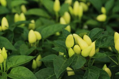 Bahçedeki ağaç üzerinde taze biber