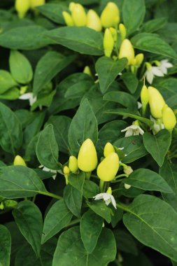 Bahçedeki ağaç üzerinde taze biber