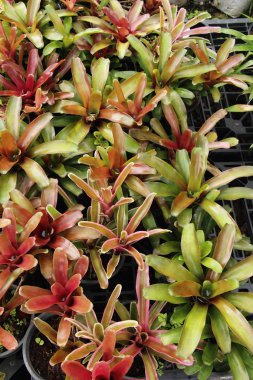 Bromeliad Çiçek bahçesinde bulunan doğa