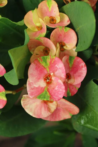 Euphorbia Milli Törnekrona Naturen — Stockfoto