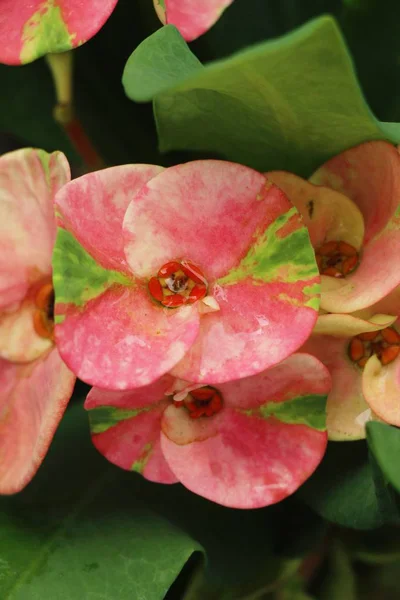 Euphorbia Milli Couronne Épines Dans Nature — Photo